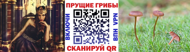 Галлюциногенные грибы прущие грибы  Каневская 